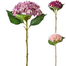 KS Hydrangea MIX 3F - FLORASYSTEM