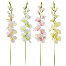 KS GLADIOLA 4F 80cm - FLORASYSTEM