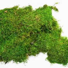 Mach Ice moss byl window / box - FLORASYSTEM