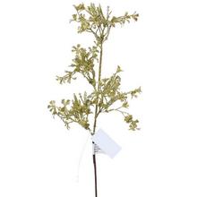 KONÁR ZLATÝ 40cm - FLORASYSTEM