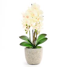 ORCHIDEA V KVETINÁČI 3VÝH.BIELA 61CM - FLORASYSTEM