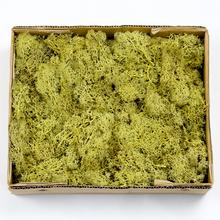 MACH V KRABICI ŽLTOZELENÝ 500G - FLORASYSTEM