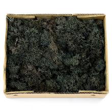 MACH V KRABICI TM.ZELENÝ 500G - FLORASYSTEM