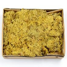MACH V KRABICI SV ORANŽOVÝ 500G - FLORASYSTEM
