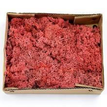 MACH V KRABICI ČERVENÝ 500G - FLORASYSTEM