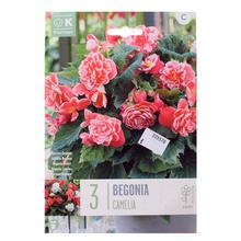 Cibuloviny Begonia Camelia 3ks
