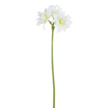 AMARYLIS KRÉMOVÝ 69CM - FLORASYSTEM