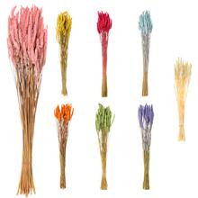 AKCIA!!!Celosia SUŠENÁ MIX FARBA/zv. - FLORASYSTEM