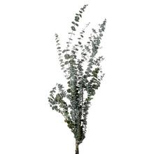 Eucalypthus baby blue - preparovaný 40/80cm /zv - FLORASYSTEM