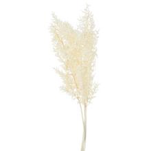 Bělený sušený Ruscus, 60 cm