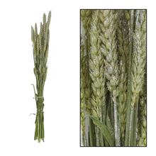 Triticum nature SILVER 70x10x5cm - FLORASYSTEM