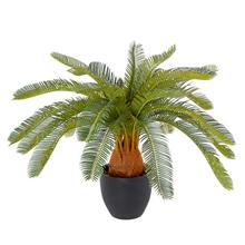 Cycas v květináči 72cm - FLORASYSTEM