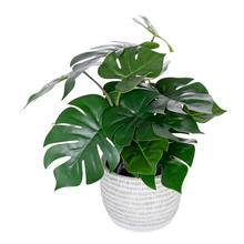 Umělá Monstera v plastovém květináči o rozměru 40 cm.