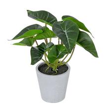 Umělý syngonium v plastovém květináči.