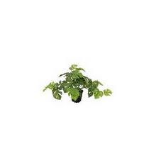 Umělá monstera v černém květináči.