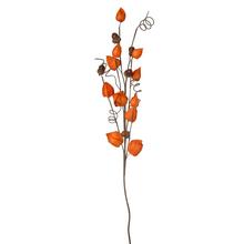 Větvička physalis s žaludy v oranžové barvě.