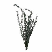 Zelená sušina eukalyptu