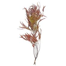 Sušený eukalyptus Willow v oranžové barvě.