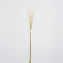 Stypha - pierko Natural/zv