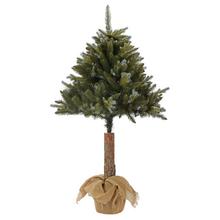Vánoční strom na kmeni GH66 borovice se stříbrnou větví 150 cm.