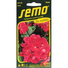 Semena pelargonie zonální červené 0,05g
