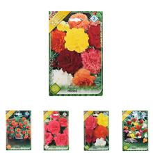 Cibulka Begonia Mix s bohatými květy v odstínech růžové a červené.