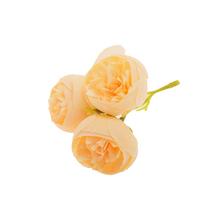 Hlava ranunculus krémová se třemi poupaty.