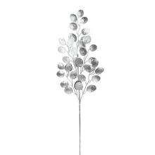 Stříbrná větev lunárie s lesklými listy.