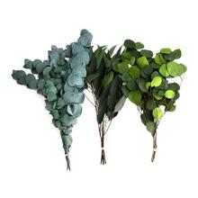 Eukalyptus box 55g s různými odstíny listů.