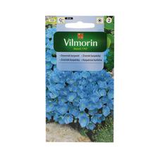 Semena zvonku karpatského modrého.