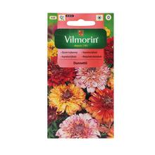 Semena margarétky klynatej Dunnettii.