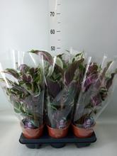 'Rostlina Calathea ''Stella'' v květináči.'