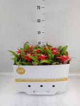 'Rostlina Guzmania ''Confetti'' v bílé nádobě.'