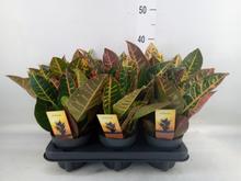 'Rostlina CODIAEUM var. GR ''Petra'' v květináči.'