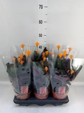 Rostlina CALATHEA crocata s oranžovými květy.