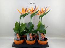 Pokojová rostlina STRELITZIA Nicolai s umělým květem.